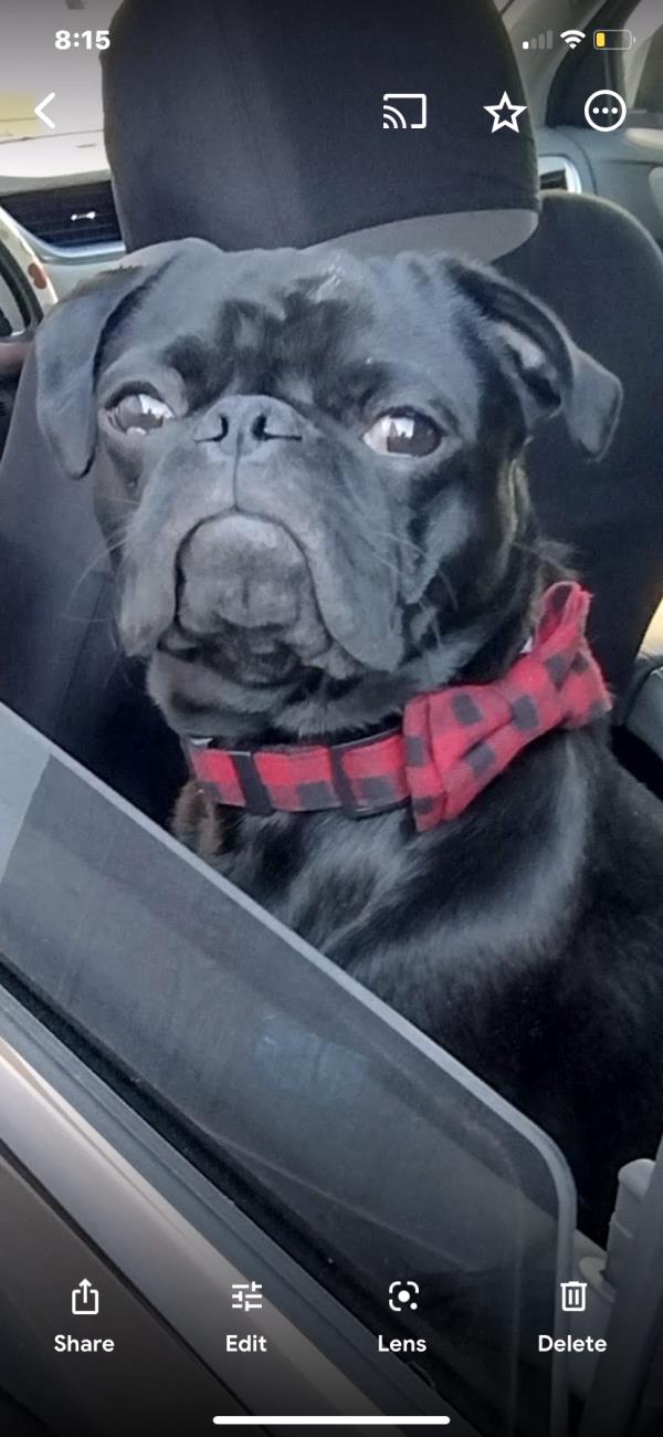 /images/uploads/pug nation rescue of los angeles/pugnation2024/entries/30798thumb.jpg